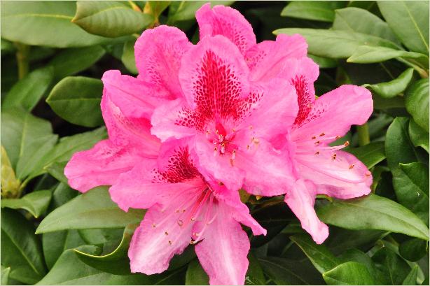RhododendronCosmopolitanbloemcloseup