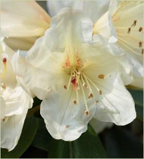 Rhododendron 'Dairy Maid' closeup 1