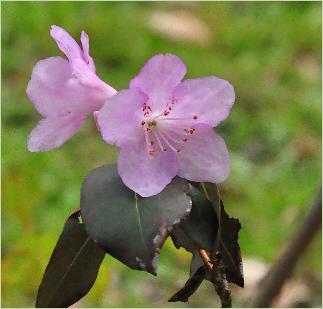 Rhododendrondesquamatumflowers