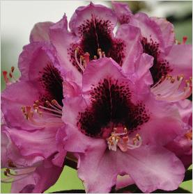 Rhododendron 'Dhr.De Clercq ' hybride R.nigrescens x R.Loderi