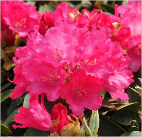 Rhododendron 'Eggert Rhower'