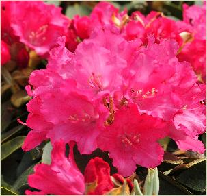 RhododendronEggertRhower