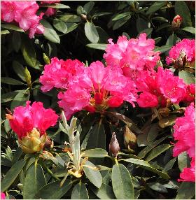 RhododendronEggertRower1