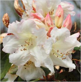 Rhododendron 'Elfenbein' kruising R. Adriaan Koster x R.williamsianum closeup