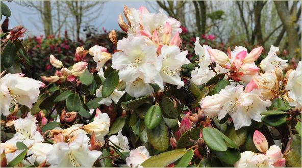 RhododendronElfenbeinkruisingRAdriaanKosterxRwilliamsianum