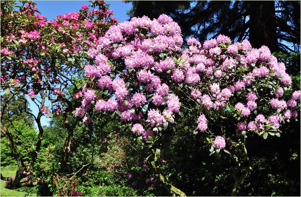 RhododendronEverestianumCatawbiensegroephabitusfoto
