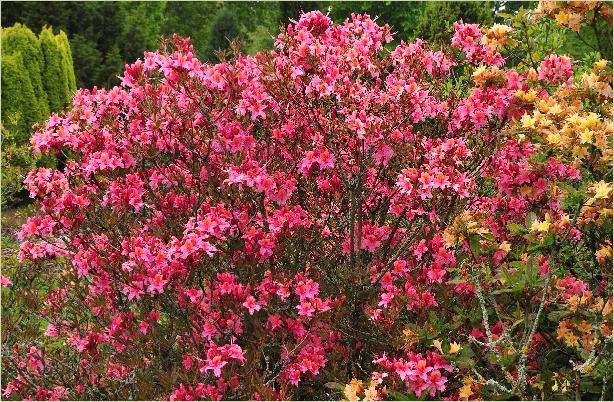 Rhododendron 'Fanny'  harde gentse habitusfoto