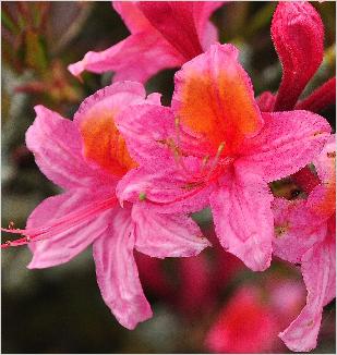 RhododendronFannyhardegentsecloseupbloemvnnn