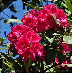 Rhododendron 'F.D. Godman'