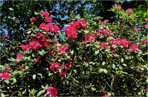 Rhododendron 'F.D. Godman' Habitus