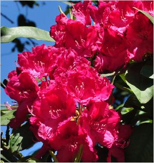 RhododendronFDGodman
