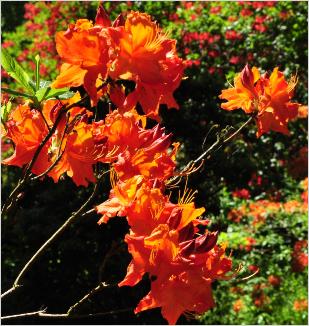 Rhododendron 'Fireglow' KnapHill Exbury Azalea