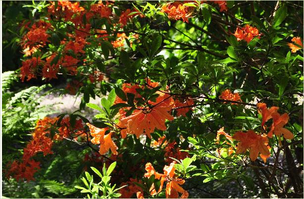 RhododendronFloradoramollisazaleahabitus