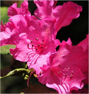 RhododendronFlorenceSarahSmithcloseupflowervnnn