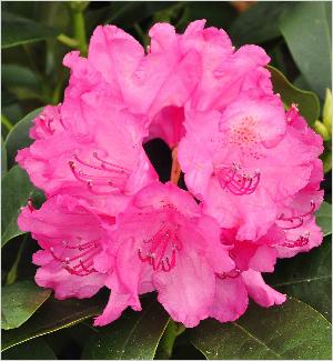 RhododendronFlorenceSarahSmith
