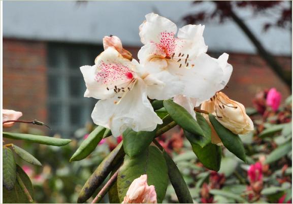 RhododendronGartendirectorRiegerkruisingRAdriaanKosterxRwilliamsianum