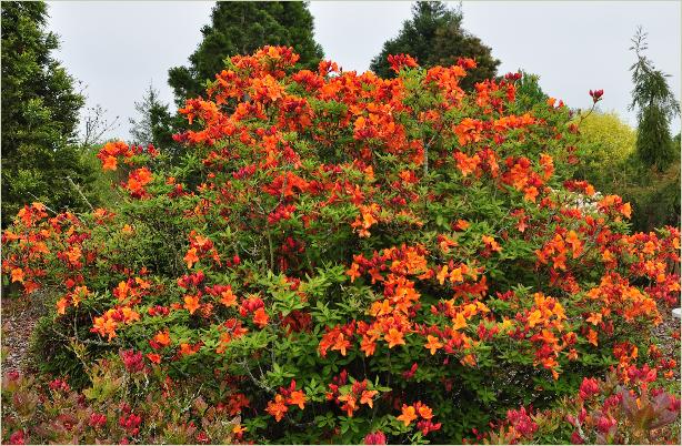 RhododendronGoldenEaglehabitusfotoKnaphillExburyazalea