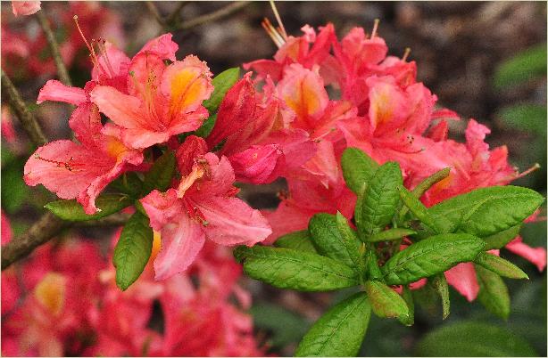 Rhododendron 'Golden Torch' hybride (R. Bambi x R. Grosclaude x griersonianum 