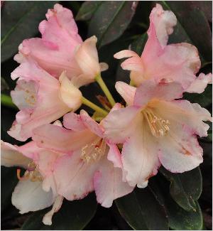 RhododendronGoldenTorchhybrideRBambixRGrosclaudexgriersonianum