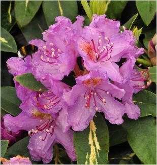RhododendronGoldflimmer2