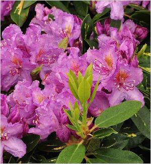 RhododendronGoldflimmerbloemen