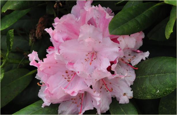 Rhododendron 'Gunborg' R.yakushimanum Fcc x R.Cynthia