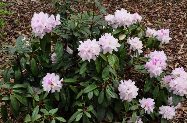 RhododendronHerkulesfotohabitus