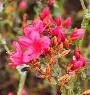 RhododendronHinodigerijapanseazaleacloseup