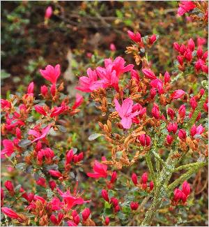 RhododendronHinodigerijapanseazalea1