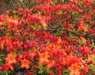 RhododendronHotspurRedhabitusfotoKnaphillExburyazalea