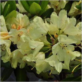 Rhododendron hybride 'Goldbukett' bloemen