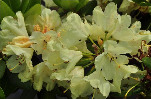 Rhododendron hybride 'Goldbukett' bloemen
