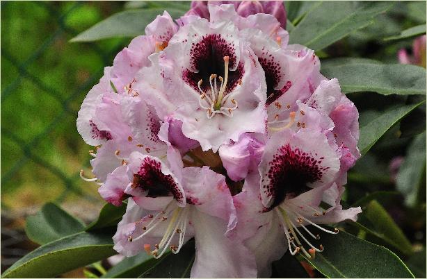 Rhododendron 'Hyperion' kruising R .Sapphox