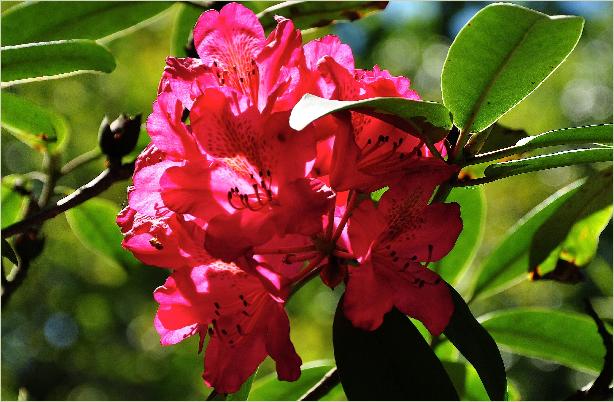 RhododendronJamesMarshalBrookscloseupbloem