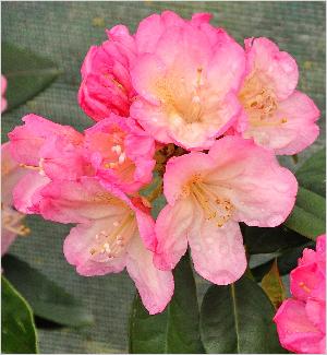 RhododendronPercyWisemanbloemen2