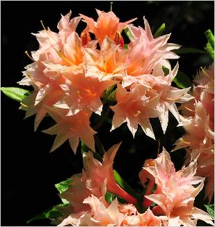 Rhododendron 'Raphael de Smet' harde gentse vn