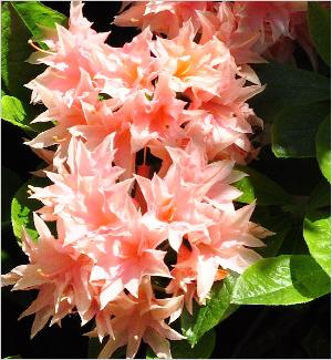 Rhododendron 'Raphael de Smet ' hardy Ghent azalea