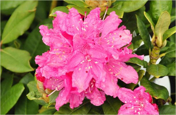 RhododendronRocketbloem