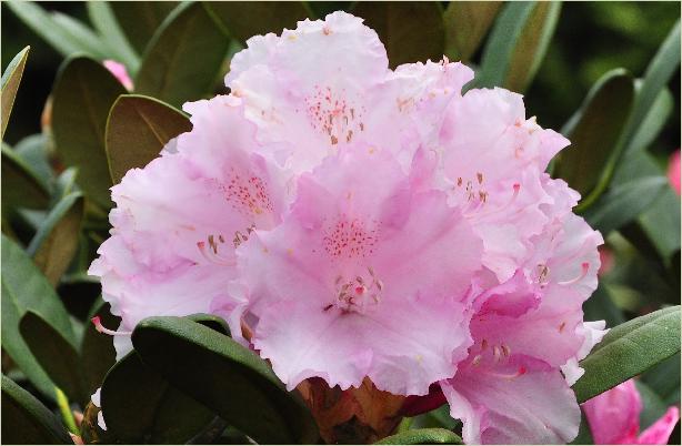 RhododendronSilberwolkeRyakushimanumKoichiroWadaxRAlbumNovum