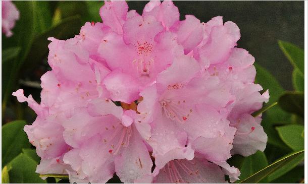 RhododendronSilberwolkebloemcloseupvn