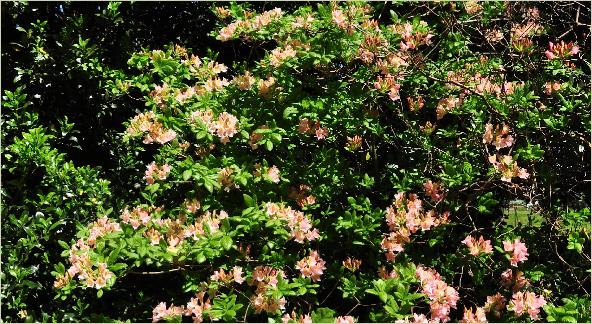 RhododendronxjaponicumCharlesRogier