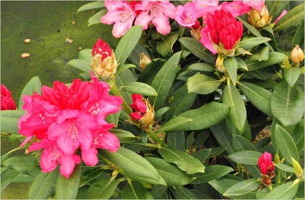 RhododendronxYakushimanumSneezy