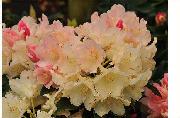 RhododendronYakushimanumGrumpy2