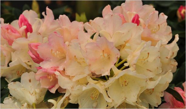 RhododendronYakushimanumGrumpy2a