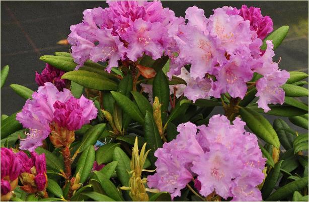 RhododendronyakushimanumCarolAllbrookbloemenenbloemknoppen2
