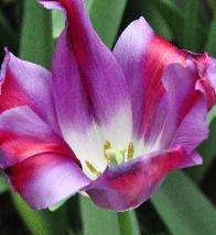 Tulipa 'Baracuda' closeup vnn