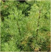 Artemisia arbrotanum closeup feuillage