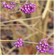 Callicarpa bodinieri var giraldii purple berries