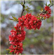 Chaenomeles japonica 'Crimson Beauty' 