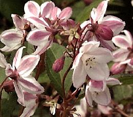 Deutzia purpurascens 'Kalmiiflora'